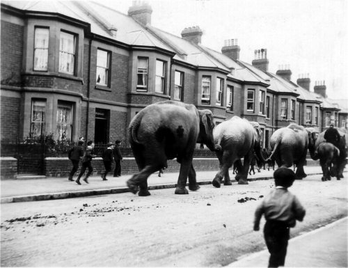 Why did Elephants visit Exmouth 100 years ago?
